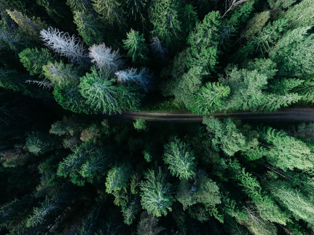 Timber and Wood